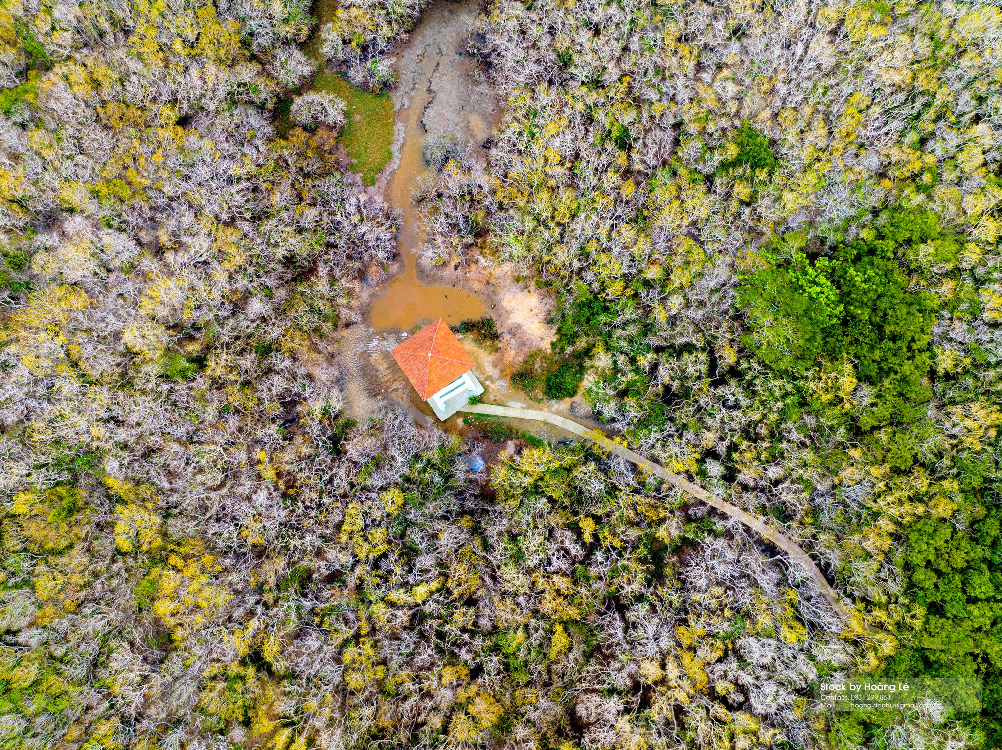 Rú Chá Mangrove Forest Hue